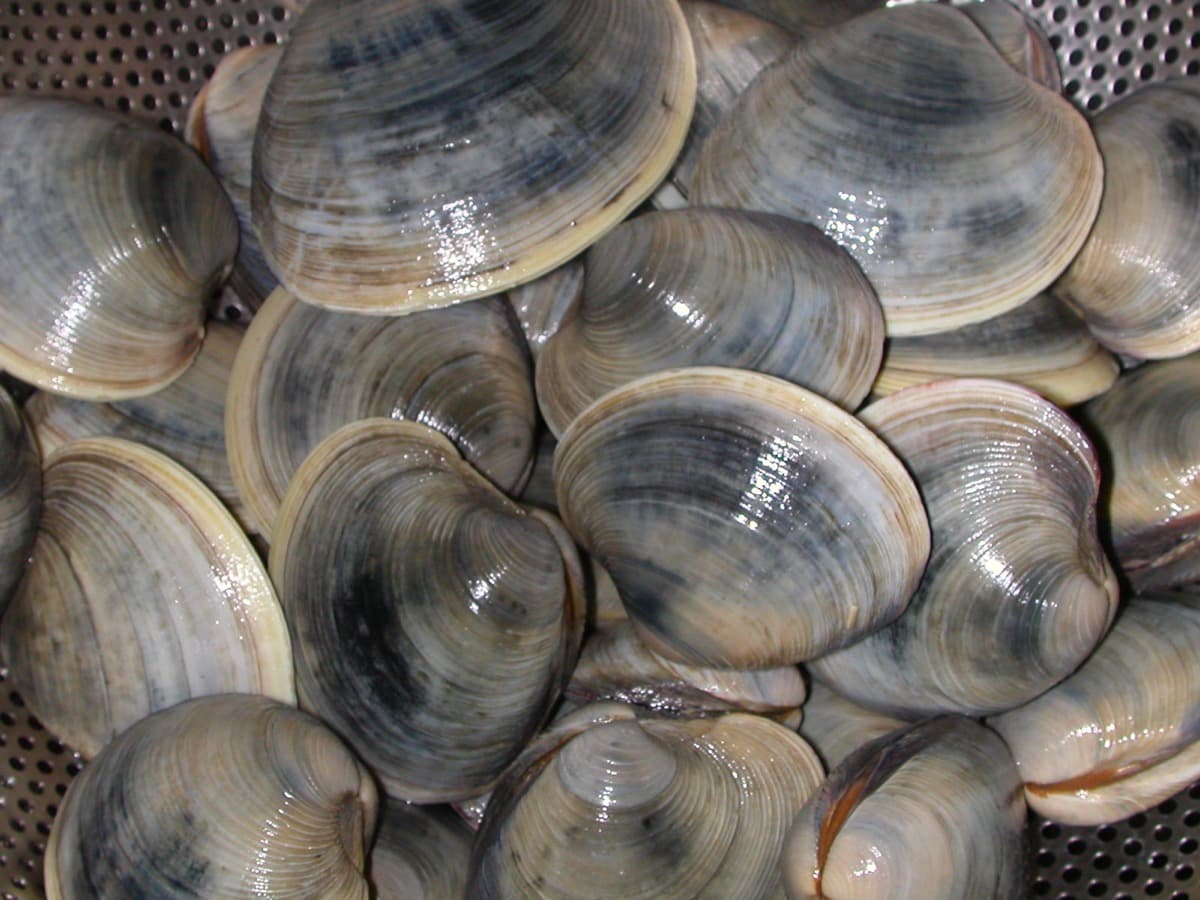 A pile of hard clam (quahog) shells, showing their thick, oval-to-heart shape and concentric growth rings