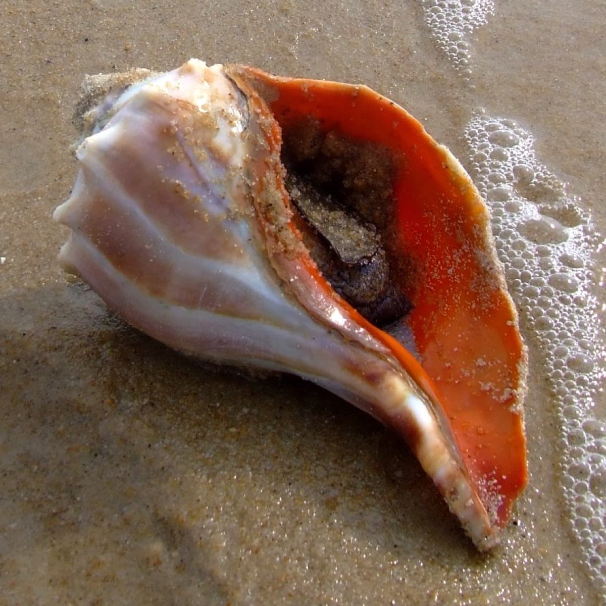 A live knobbed whelk out of its shell on wet sand, showing its large spiral shell and wide orange aperture