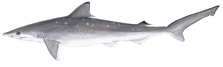 Atlantic sharpnose shark, illustration by Duane Raver / USFWS