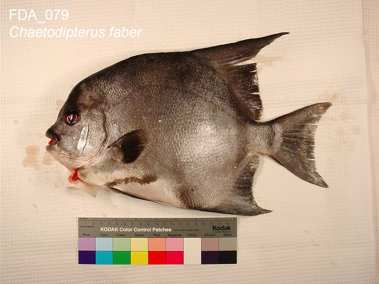 Atlantic spadefish specimen photographed by the U.S. Food and Drug Administration