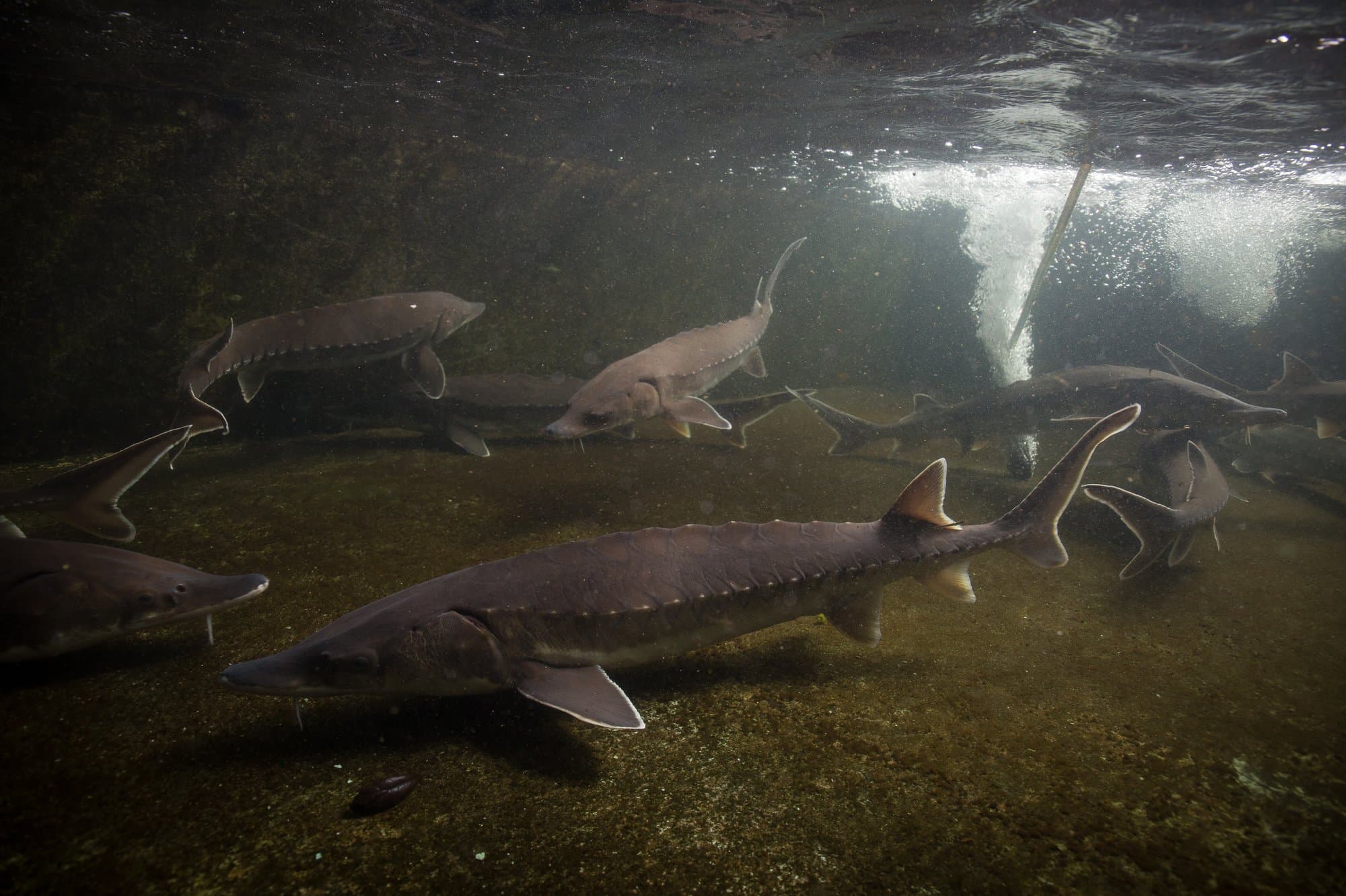 Several Atlantic sturgeon swimming near the bottom, showing their rows of bony scutes and shark-like tail