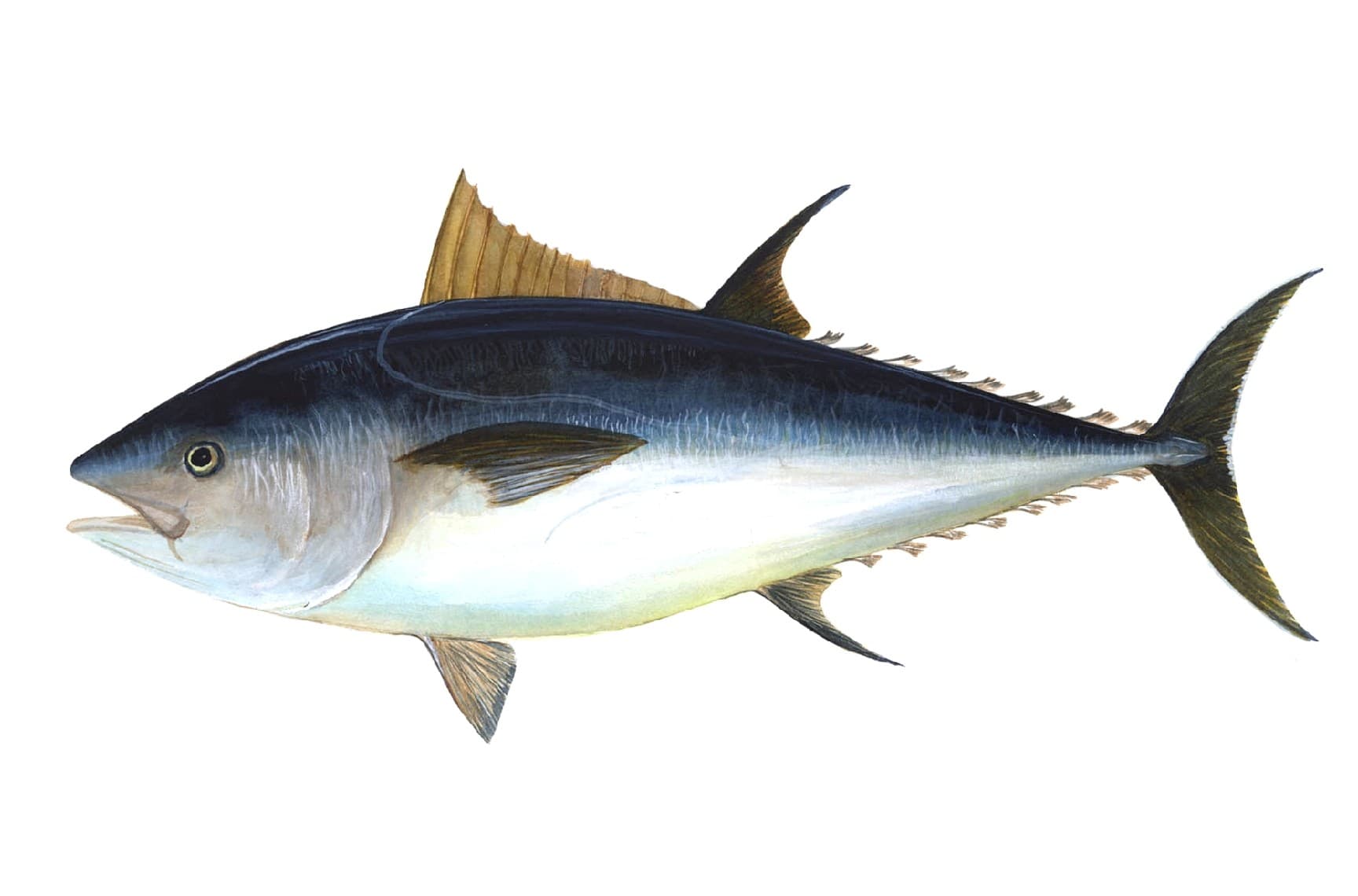 Illustration of an Atlantic bluefin tuna, showing its dark blue back, silvery sides, and yellow finlets