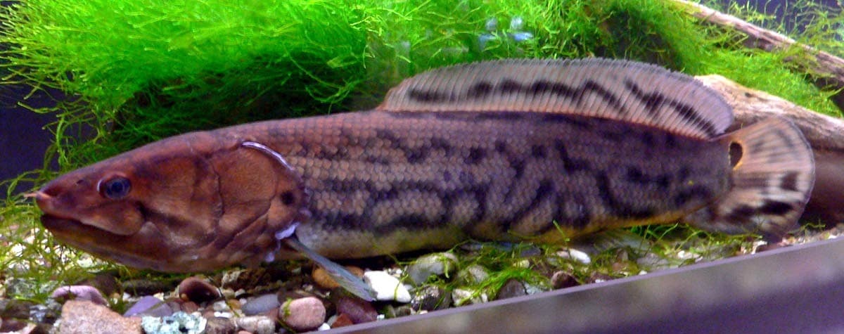 Bowfin photographed in an aquarium, showing its long dorsal fin and cylindrical body