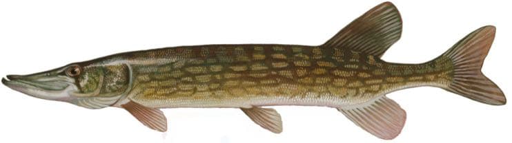 Chain pickerel, illustration by Duane Raver / USFWS