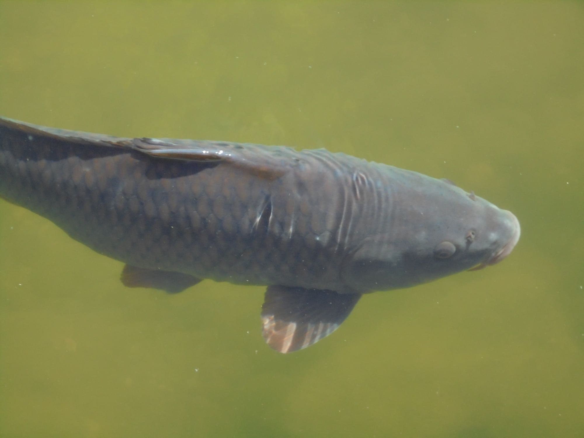 A common carp surfacing in a pond, showing its large regular scales and stout body