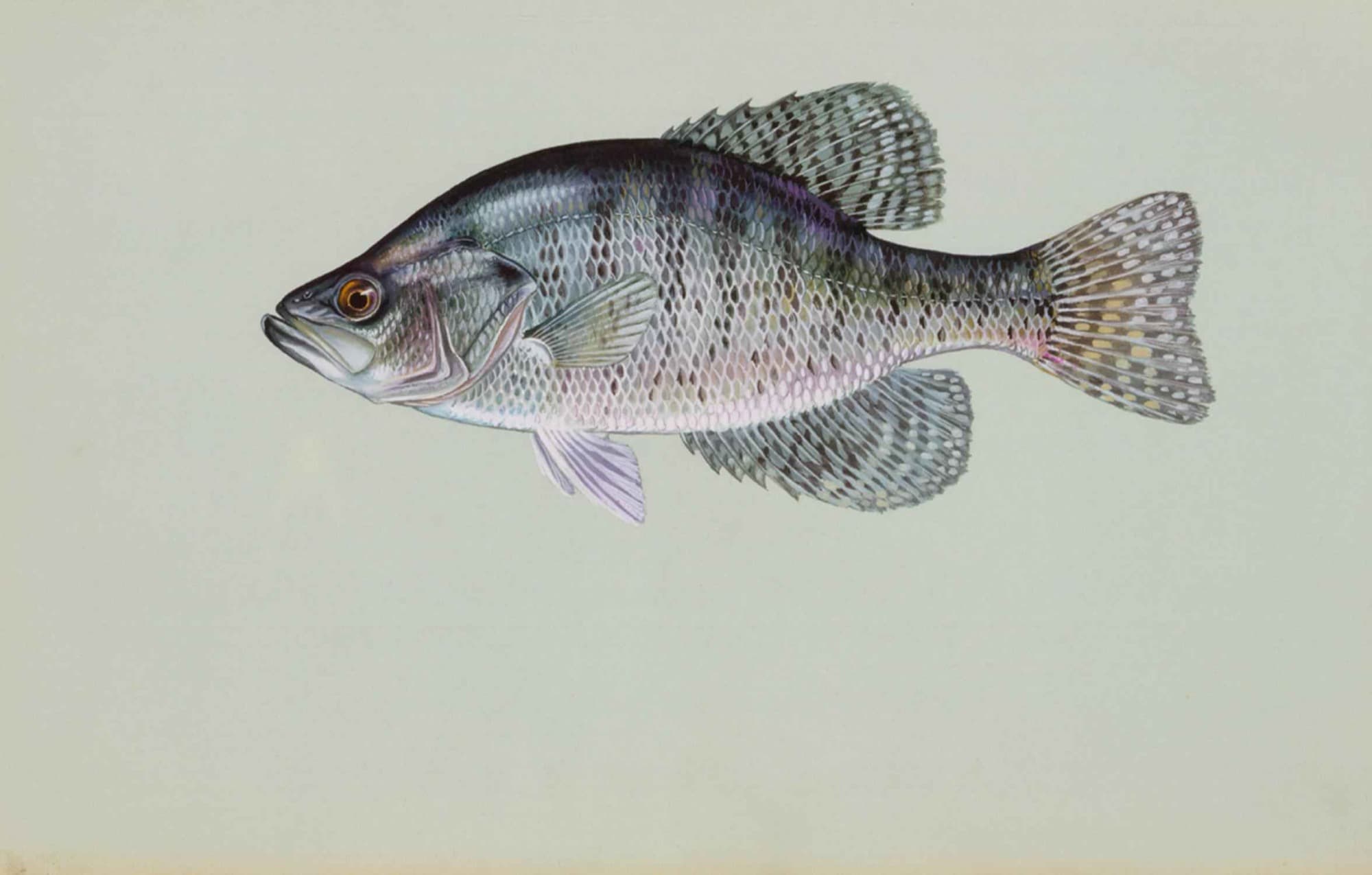 White crappie, illustration by Duane Raver / USFWS