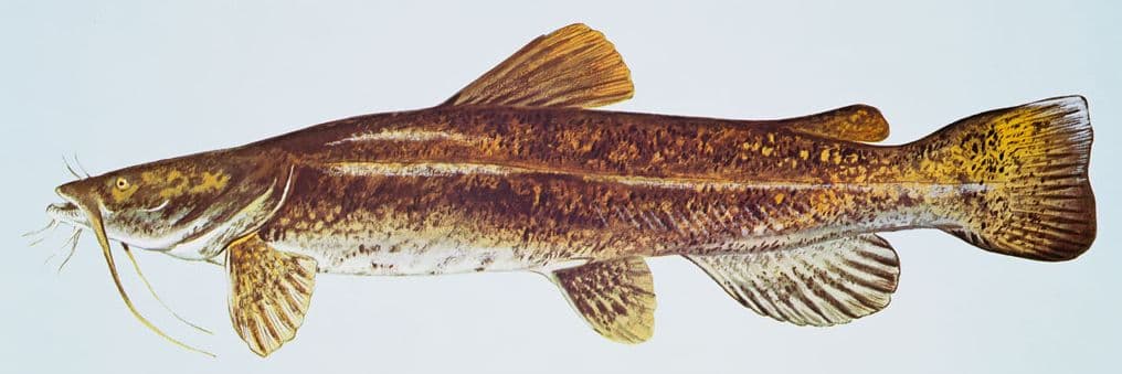 Flathead catfish, illustration by Duane Raver / USFWS
