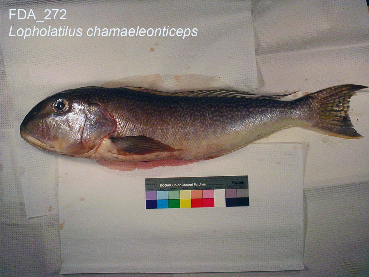 Golden tilefish specimen photographed by the U.S. Food and Drug Administration