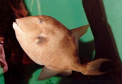 Gray triggerfish, courtesy of the Virginia Institute of Marine Science