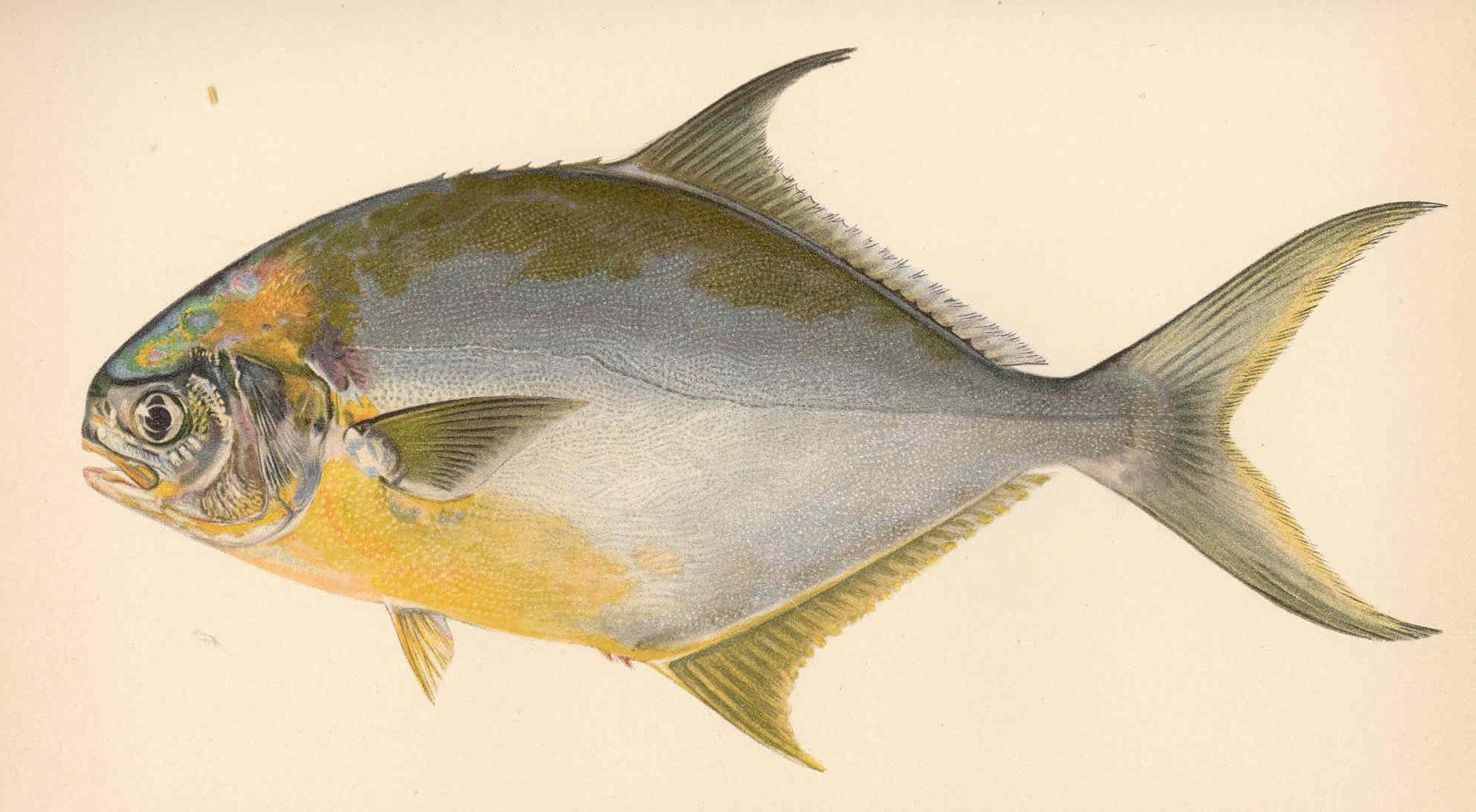 Historical lithograph illustration of Florida pompano, labeled "Trachinotus carolinus (Linnaeus), Common Pompano; Pampano"