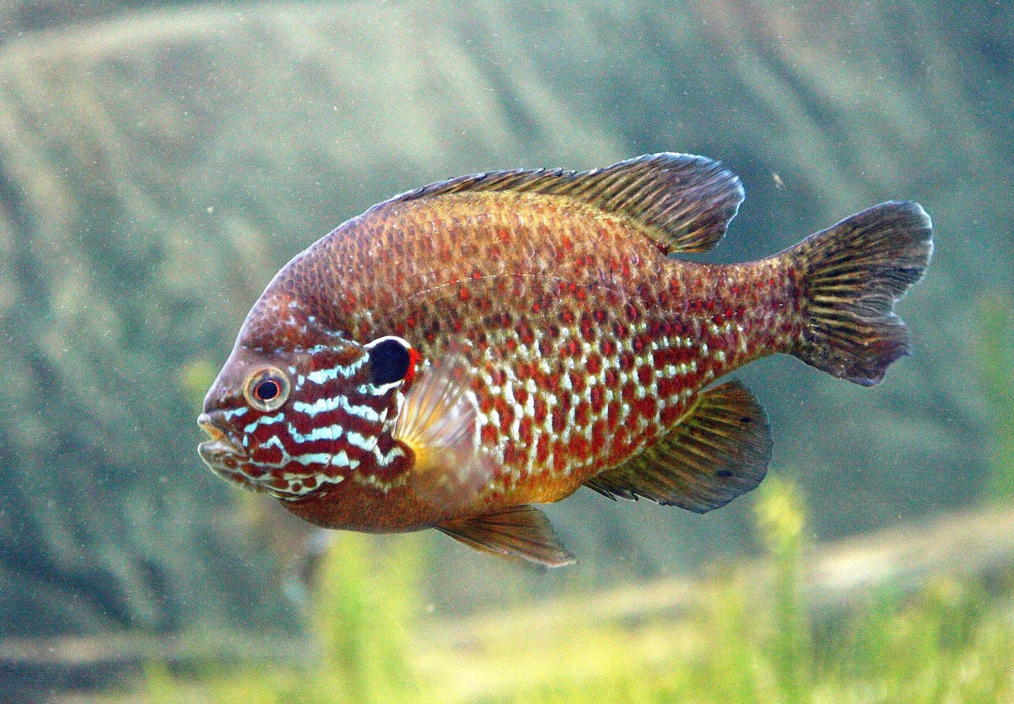 Pumpkinseed photographed underwater in profile, showing the bright red-orange spot at the tip of the black ear flap and wavy blue-green cheek lines that distinguish it from bluegill