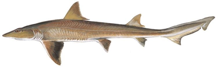 Smooth dogfish (smoothhound shark), illustration by Duane Raver / USFWS