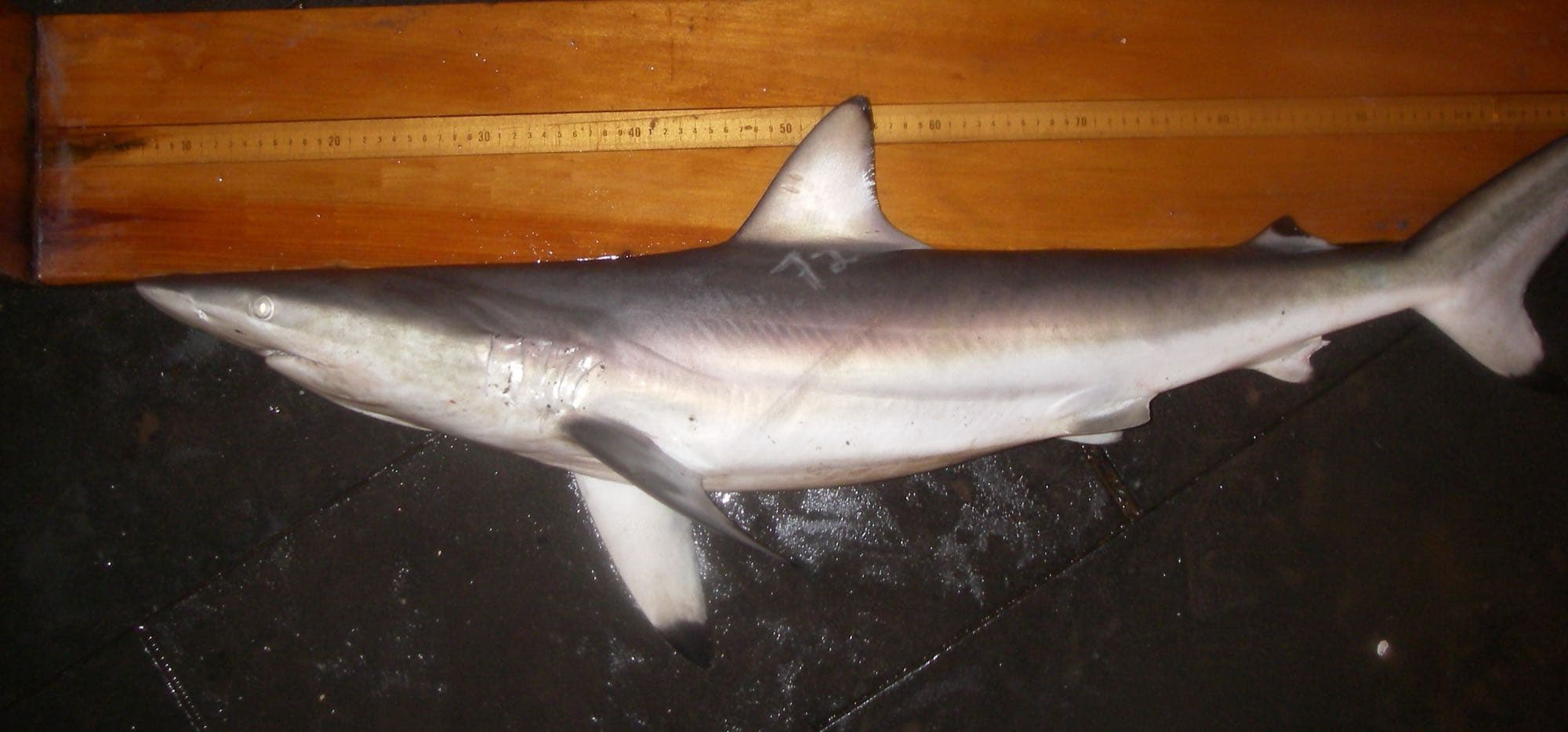 Spinner shark specimen documented by NOAA fisheries researchers, showing its slender body and first dorsal fin set well behind the pectoral fins