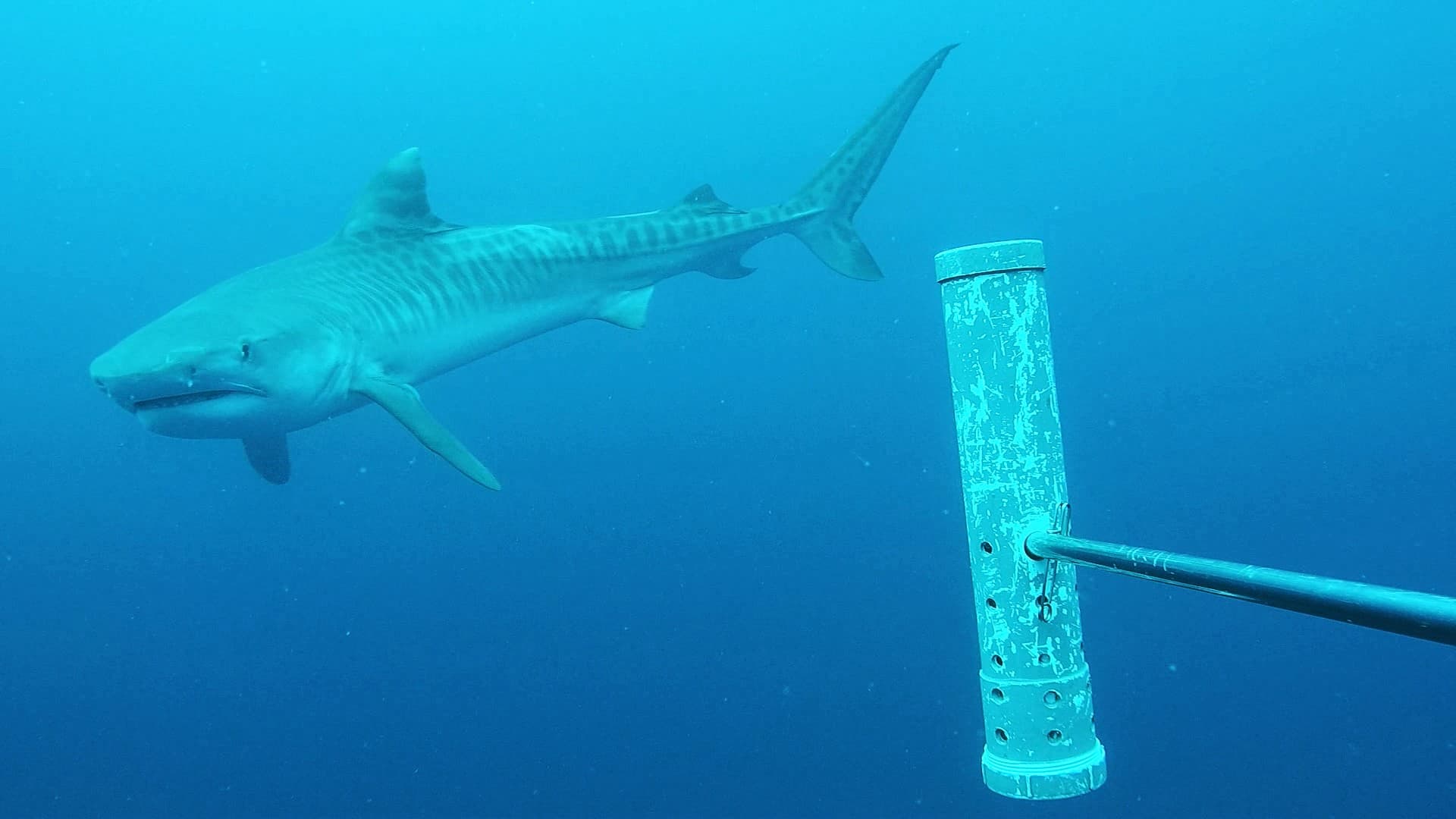 Tiger shark swimming in open water, shown in side profile with its distinctive dark vertical tiger-stripe bars along the flank