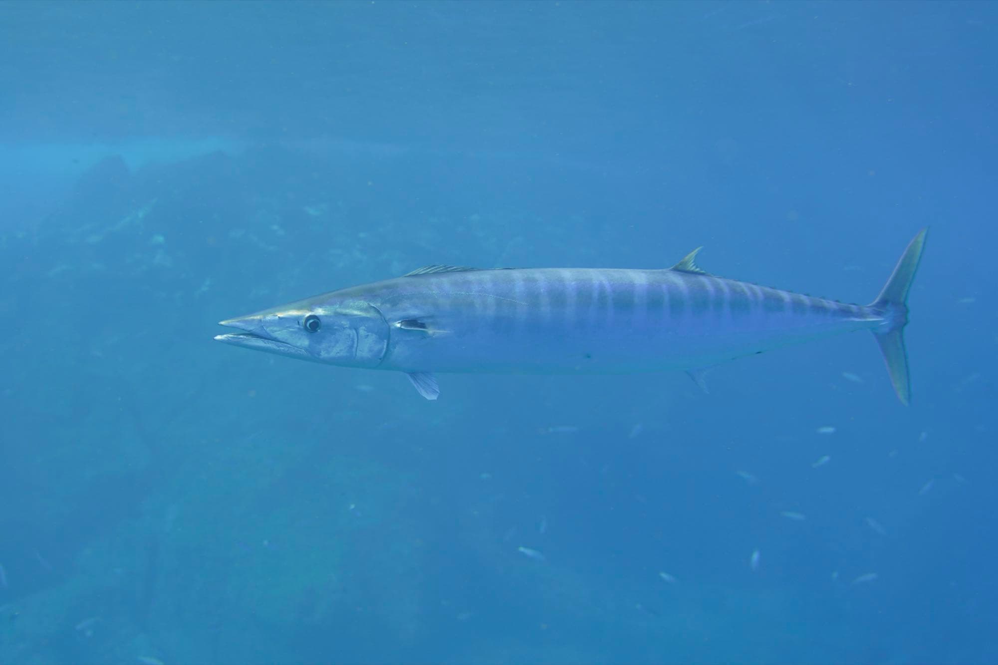 A wahoo swimming underwater, showing its elongated body and vertical striping