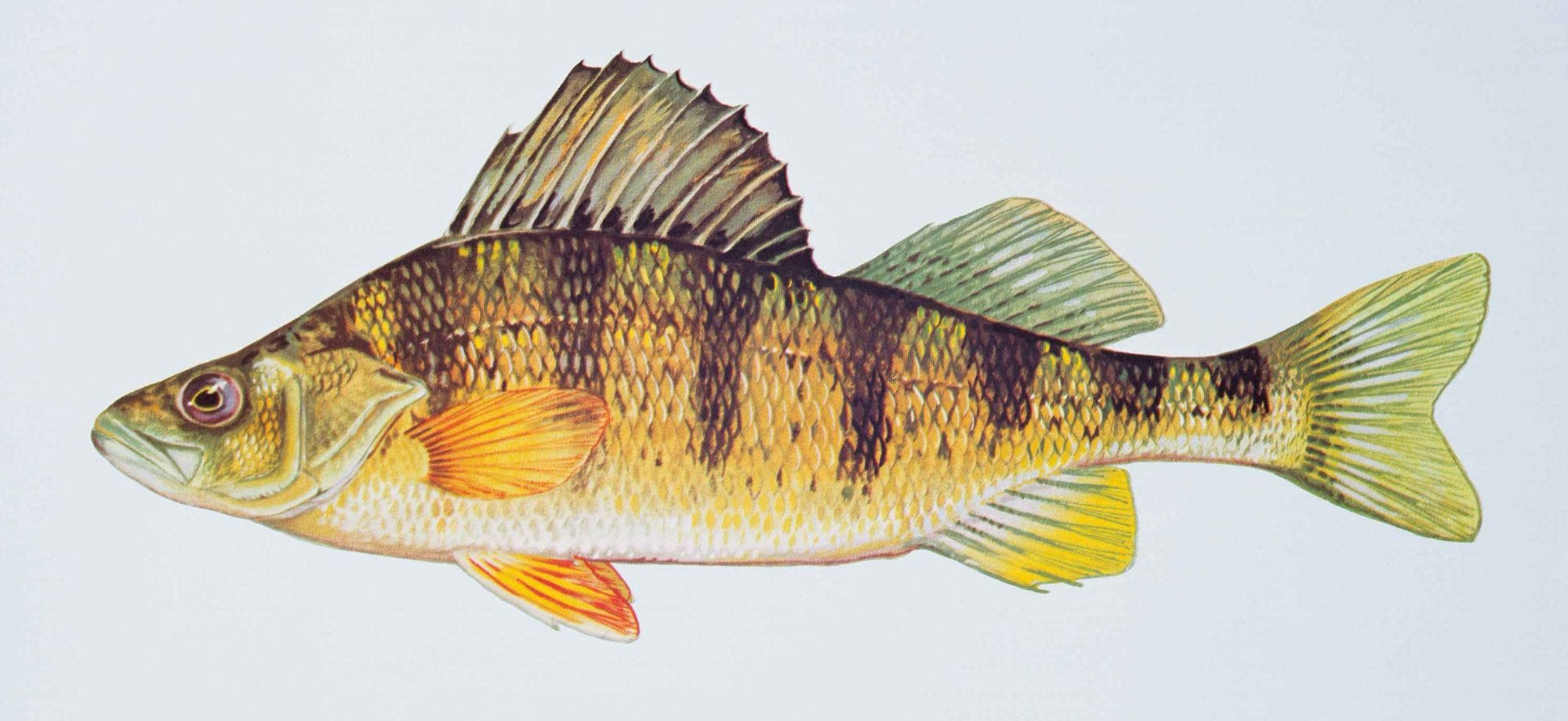 Yellow perch, illustration by Duane Raver / USFWS