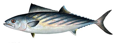 Atlantic Bonito (Sarda sarda)