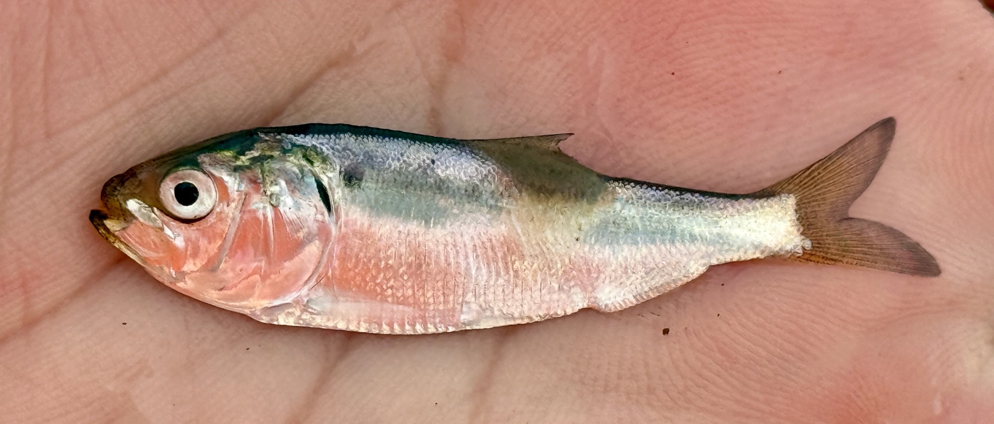 Atlantic Menhaden (Brevoortia tyrannus)