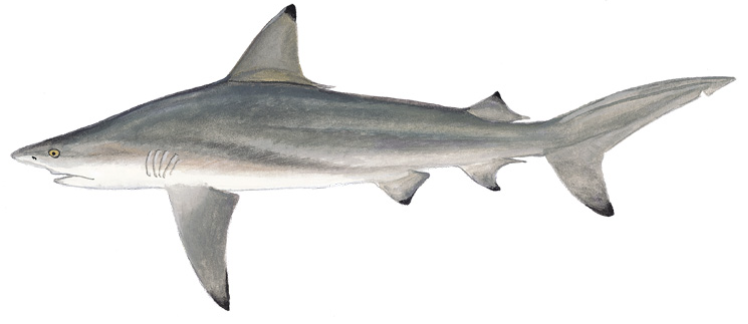 Blacktip Shark (Carcharhinus limbatus)