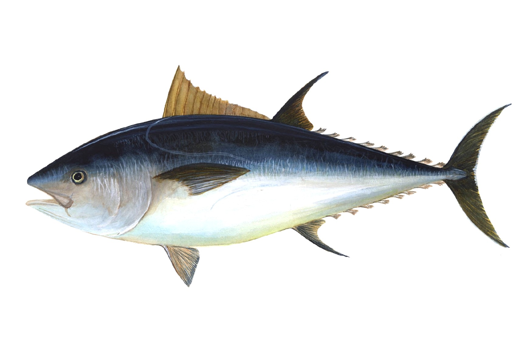 Atlantic Bluefin Tuna (Thunnus thynnus)