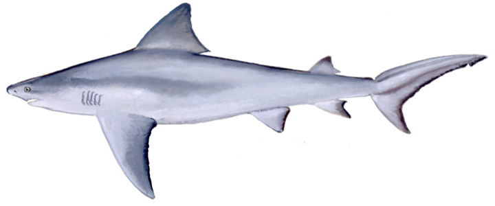 Bull Shark (Carcharhinus leucas)