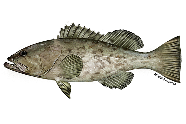 Gag Grouper (Mycteroperca microlepis)