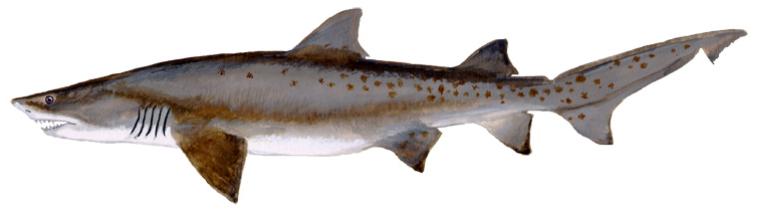 Sand Tiger Shark (Carcharias taurus)