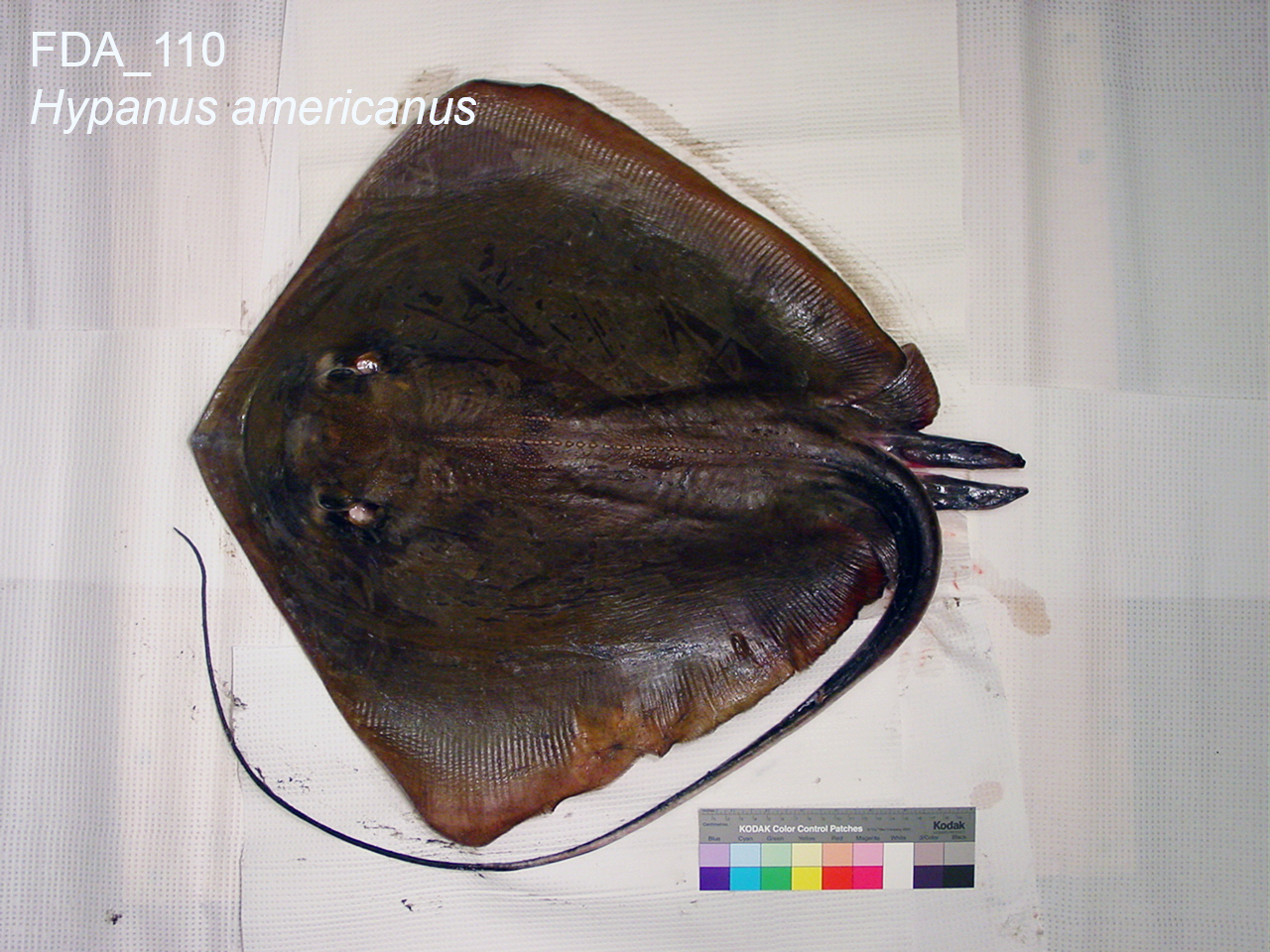 Southern Stingray (Hypanus americanus)