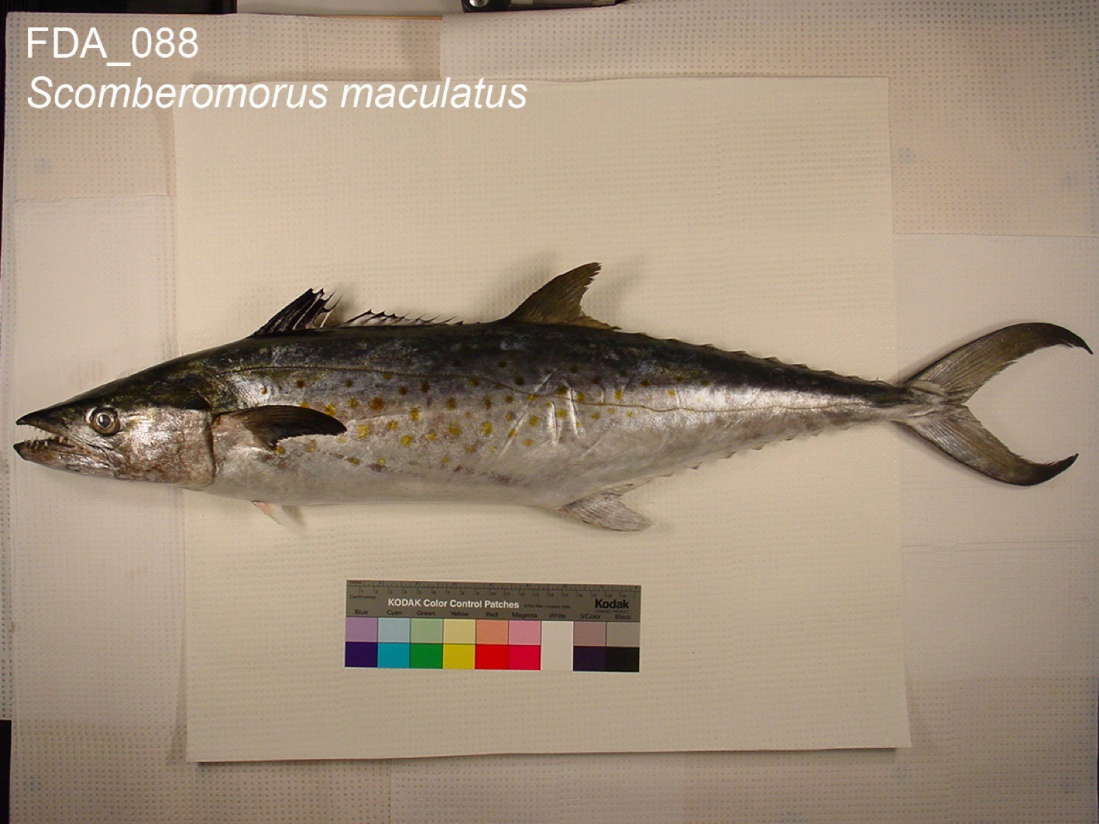 Spanish Mackerel