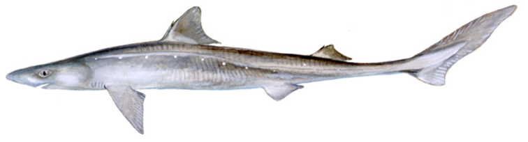 Spiny Dogfish (Squalus acanthias)