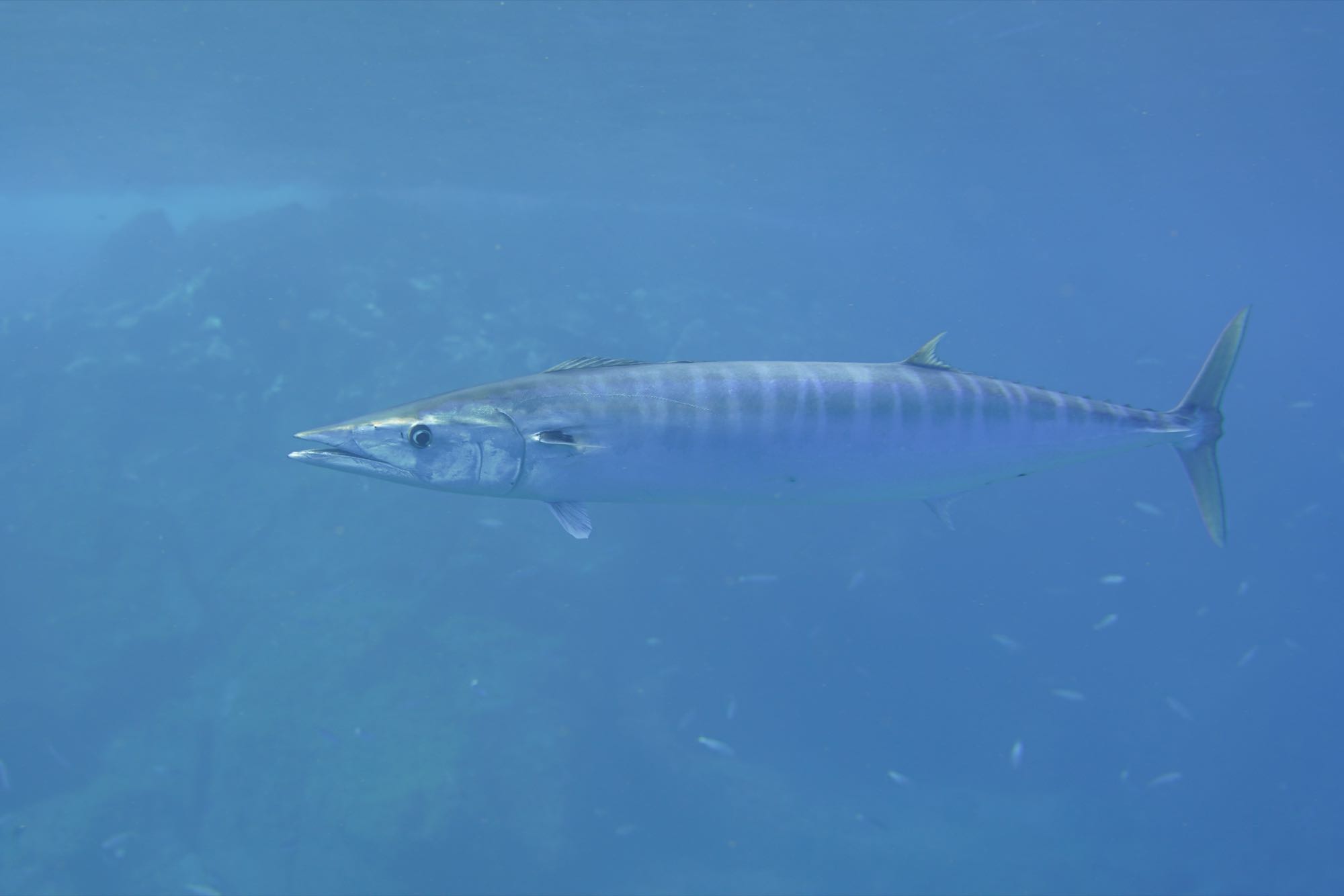 Wahoo (Acanthocybium solandri)