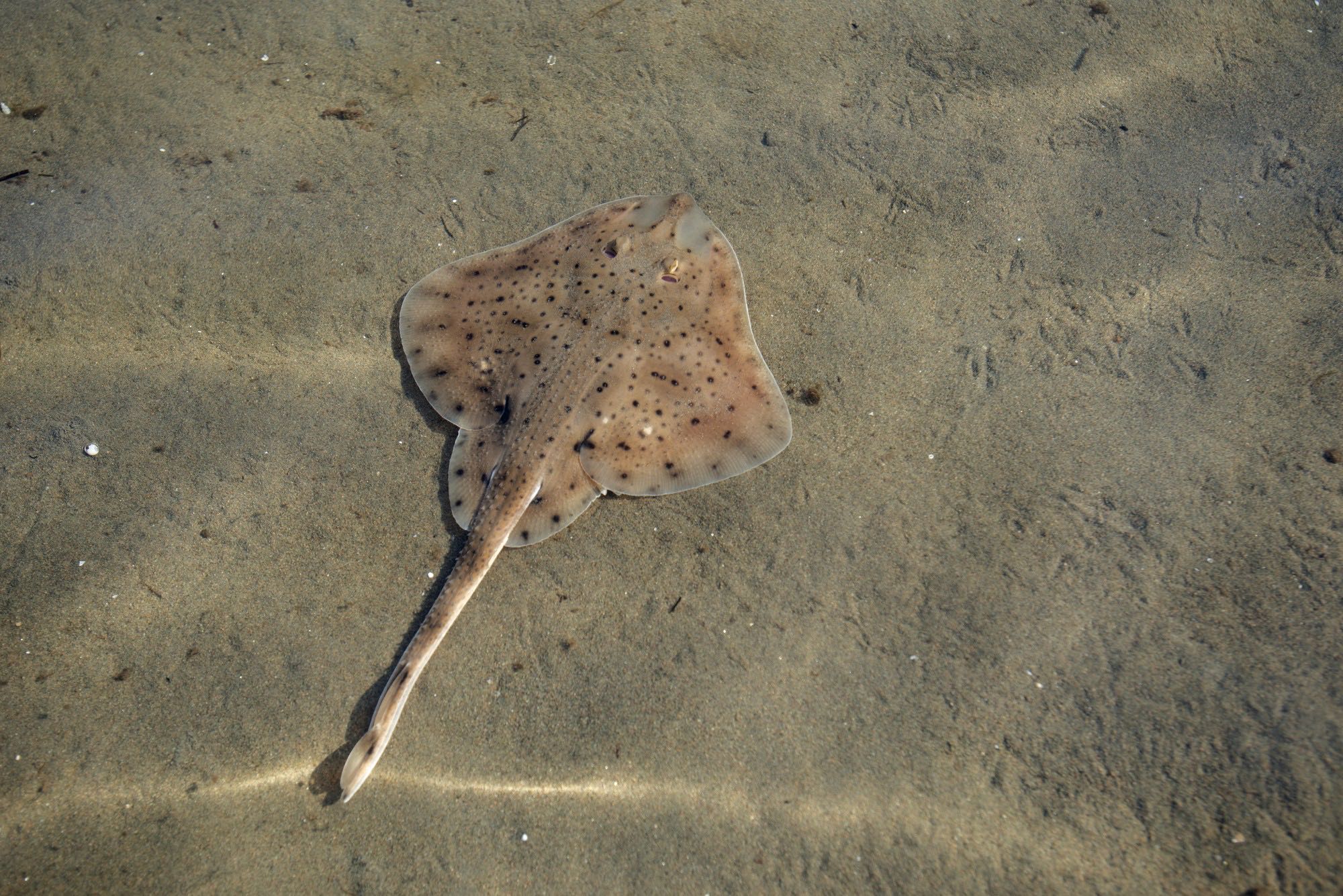 Winter Skate (Leucoraja ocellata)